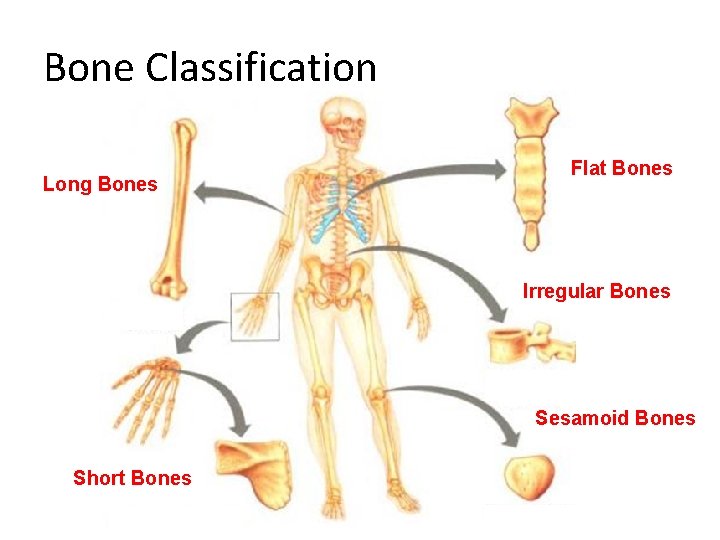 Bone Classification Long Bones Flat Bones Irregular Bones Sesamoid Bones Short Bones 