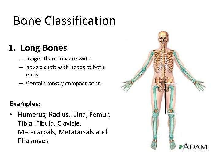 Bone Classification 1. Long Bones – longer than they are wide. – have a