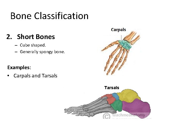 Bone Classification 2. Short Bones – Cube shaped. – Generally spongy bone. Examples: •