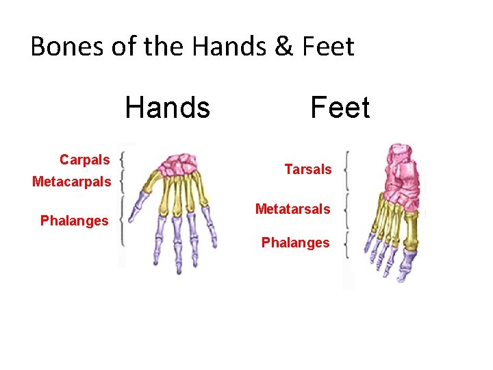 Bones of the Hands & Feet Hands Carpals Metacarpals Phalanges Feet Tarsals Metatarsals Phalanges