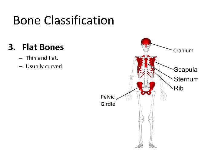 Bone Classification 3. Flat Bones – Thin and flat. – Usually curved. 