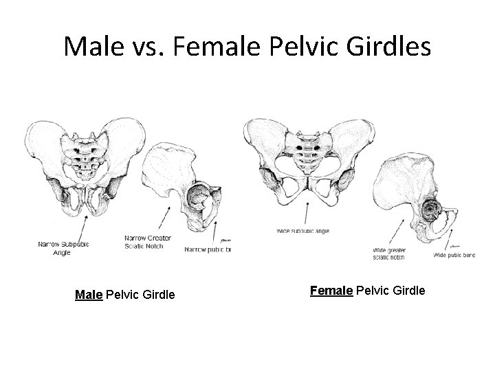 Male vs. Female Pelvic Girdles Male Pelvic Girdle Female Pelvic Girdle 