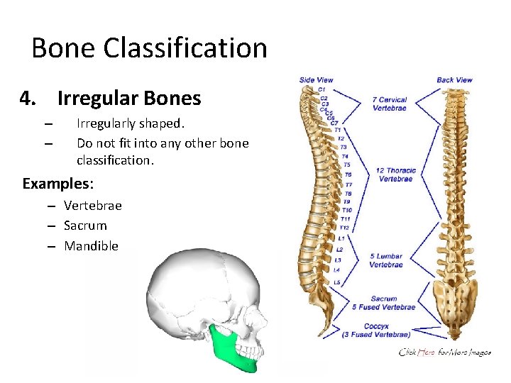 Bone Classification 4. Irregular Bones – – Irregularly shaped. Do not fit into any