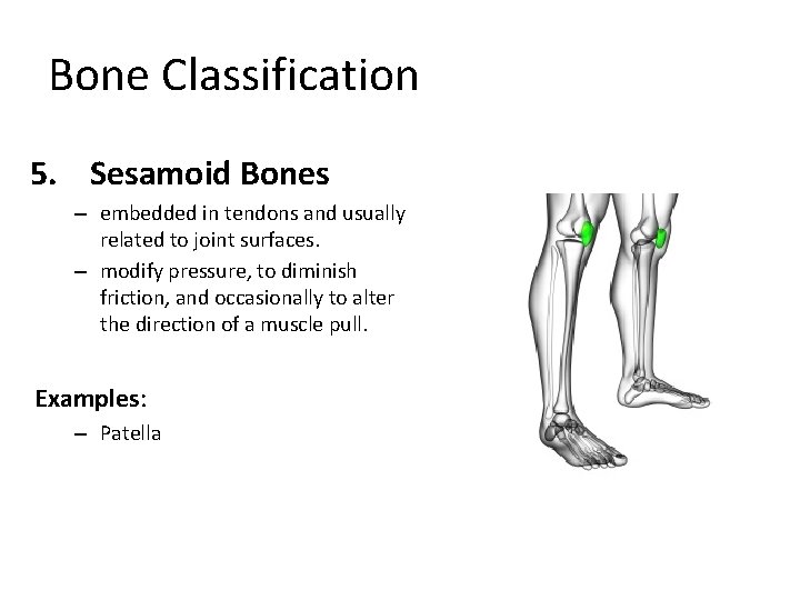 Bone Classification 5. Sesamoid Bones – embedded in tendons and usually related to joint