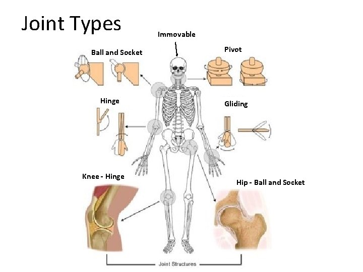 Joint Types Ball and Socket Hinge Knee - Hinge Immovable Pivot Gliding Hip -