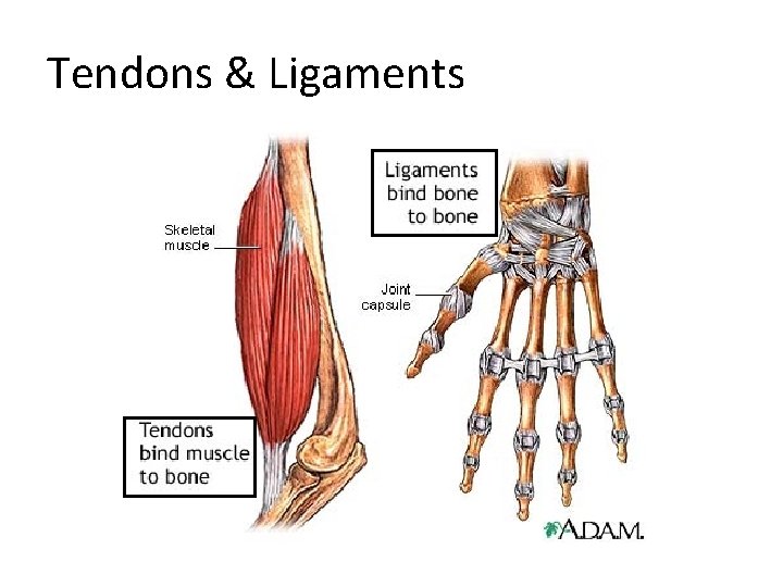 Tendons & Ligaments 