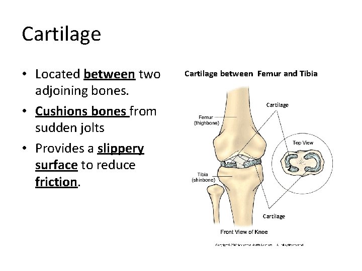 Cartilage • Located between two adjoining bones. • Cushions bones from sudden jolts •