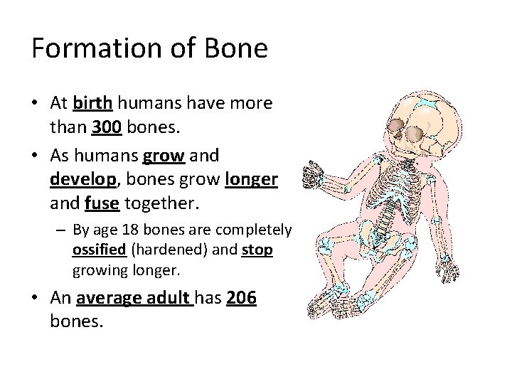 Formation of Bone • At birth humans have more than 300 bones. • As