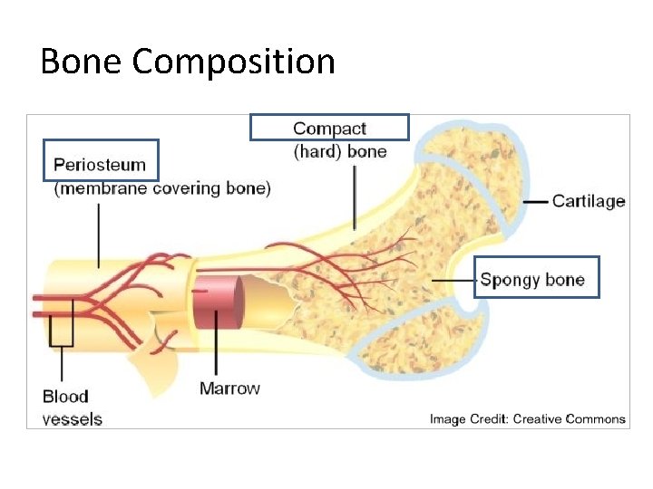 Bone Composition 