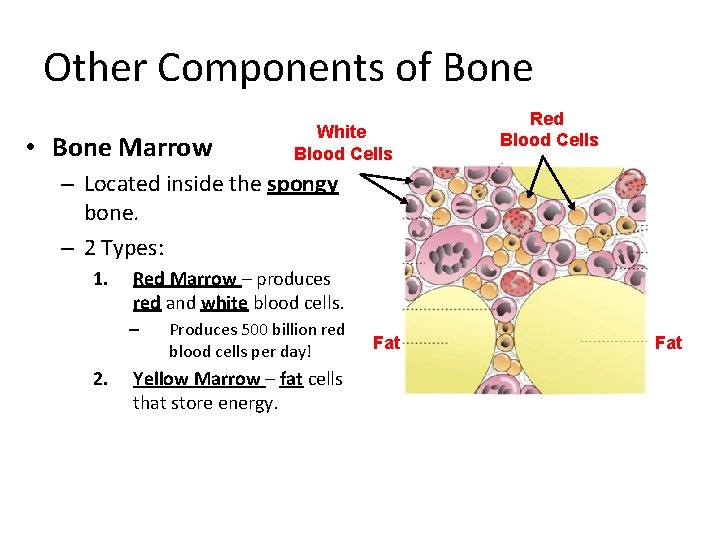 Other Components of Bone • Bone Marrow White Blood Cells Red Blood Cells –