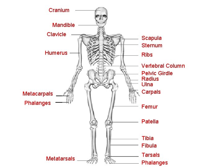 Cranium Mandible Clavicle Humerus Metacarpals Phalanges Scapula Sternum Ribs Vertebral Column Pelvic Girdle Radius