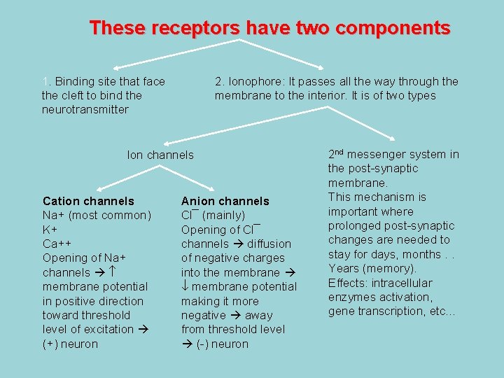 These receptors have two components 1. Binding site that face the cleft to bind