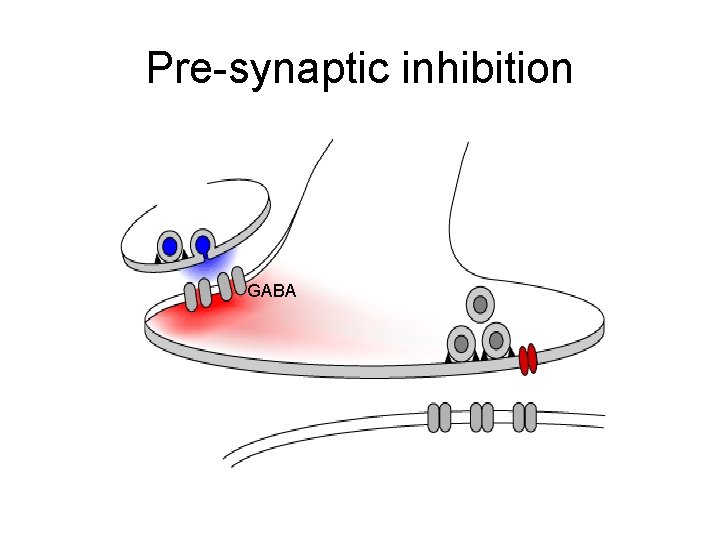 Pre-synaptic inhibition GABA 