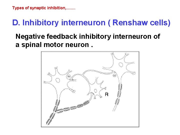 Types of synaptic inhibition, ……. D. Inhibitory interneuron ( Renshaw cells) Negative feedback inhibitory