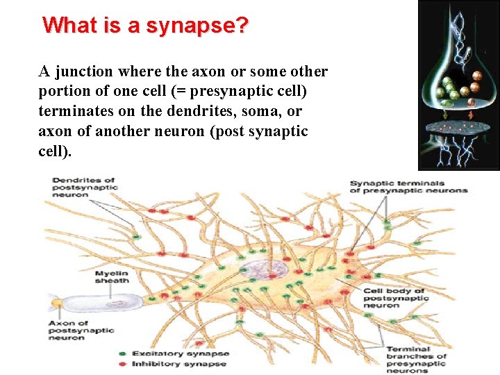 What is a synapse? A junction where the axon or some other portion of
