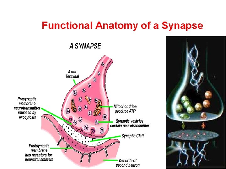 Functional Anatomy of a Synapse 