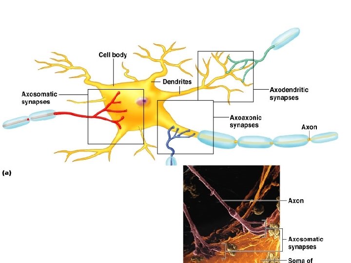 Anatomical Types of Synapses Figure 11. 17 