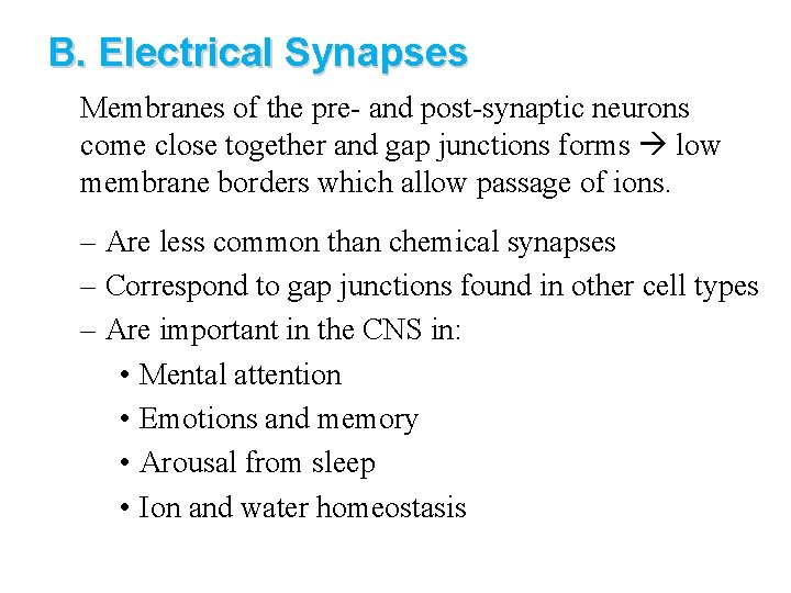 B. Electrical Synapses Membranes of the pre- and post-synaptic neurons come close together and