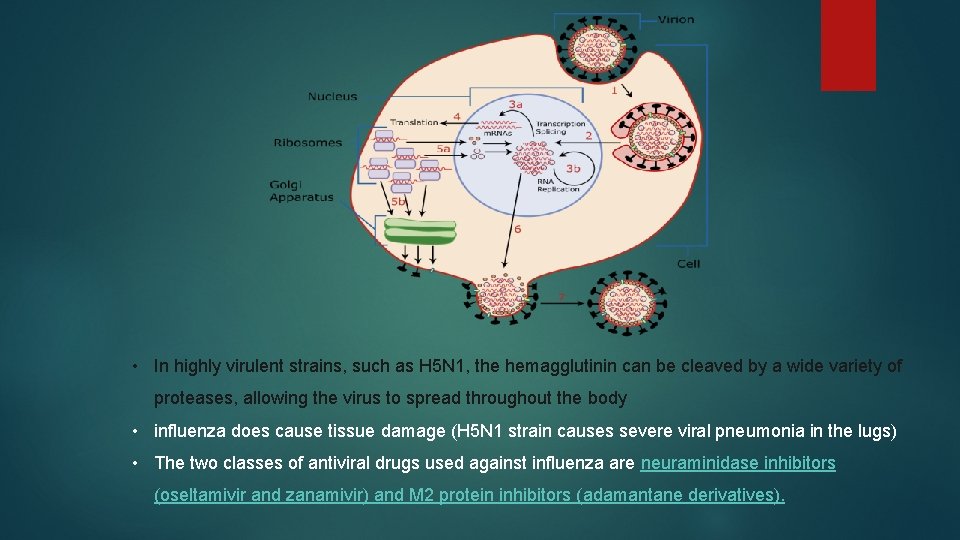  • In highly virulent strains, such as H 5 N 1, the hemagglutinin