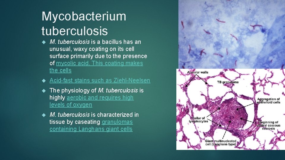 Mycobacterium tuberculosis M. tuberculosis is a bacillus has an unusual, waxy coating on its