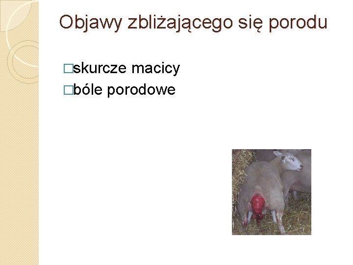 Objawy zbliżającego się porodu �skurcze macicy �bóle porodowe 