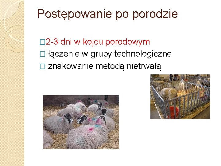 Postępowanie po porodzie � 2 -3 dni w kojcu porodowym � łączenie w grupy