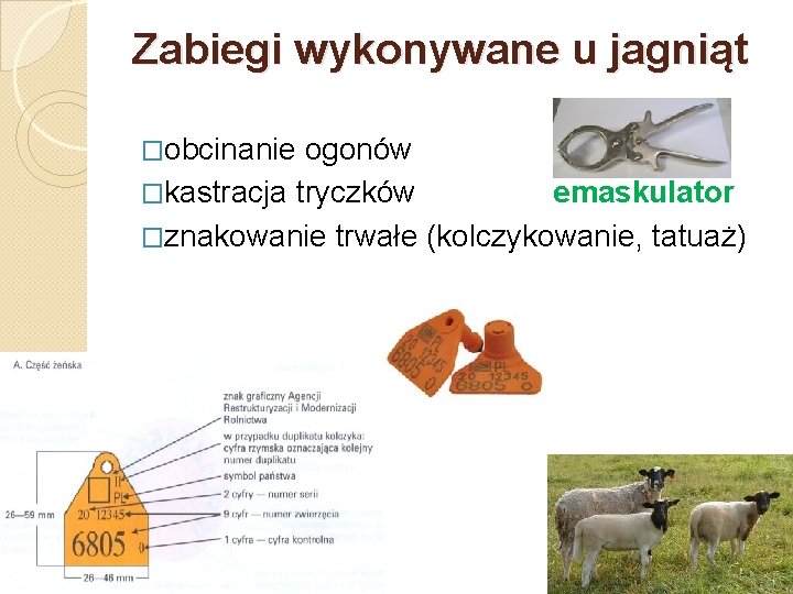 Zabiegi wykonywane u jagniąt �obcinanie ogonów �kastracja tryczków emaskulator �znakowanie trwałe (kolczykowanie, tatuaż) 