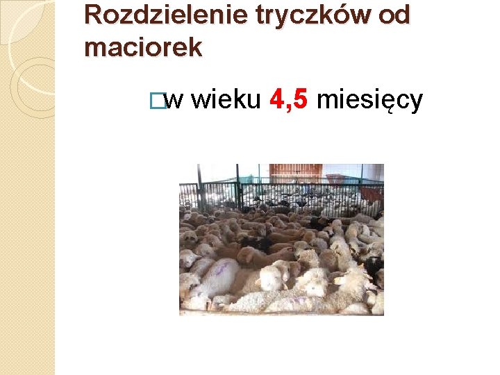 Rozdzielenie tryczków od maciorek �w wieku 4, 5 miesięcy 