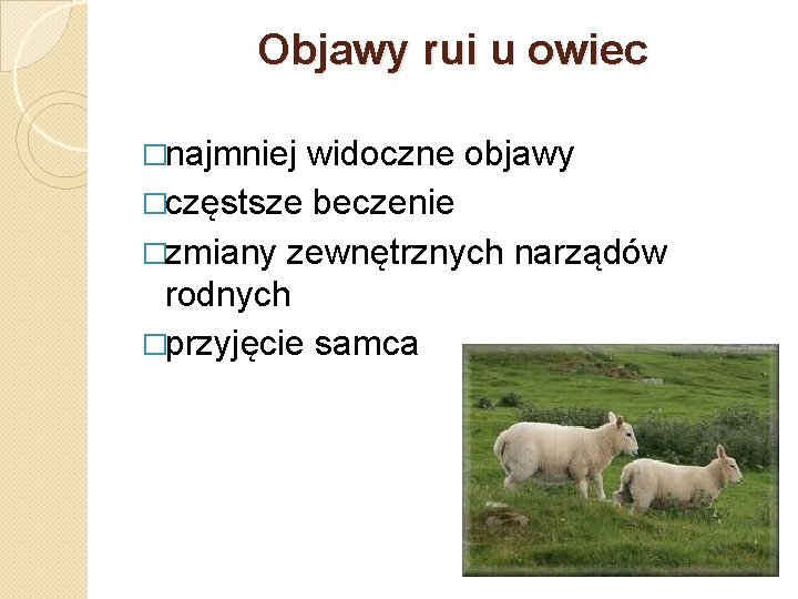 Objawy rui u owiec �najmniej widoczne objawy �częstsze beczenie �zmiany zewnętrznych narządów rodnych �przyjęcie