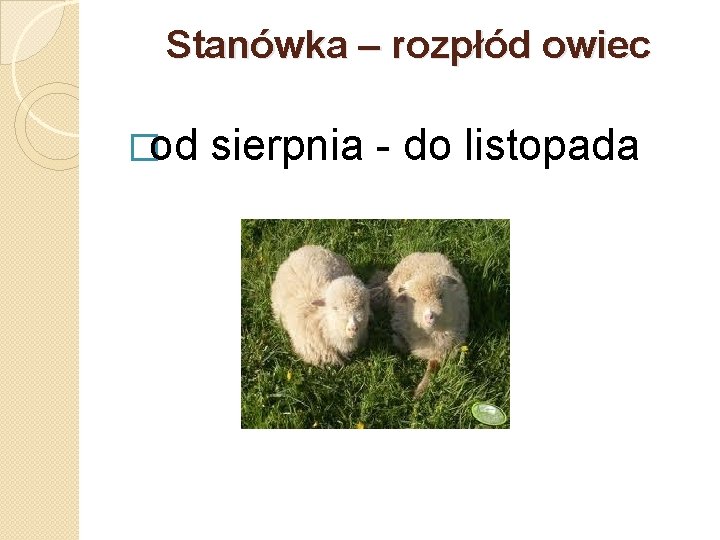 Stanówka – rozpłód owiec �od sierpnia - do listopada 