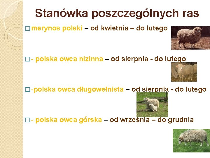 Stanówka poszczególnych ras � merynos �- polska owca nizinna – od sierpnia - do