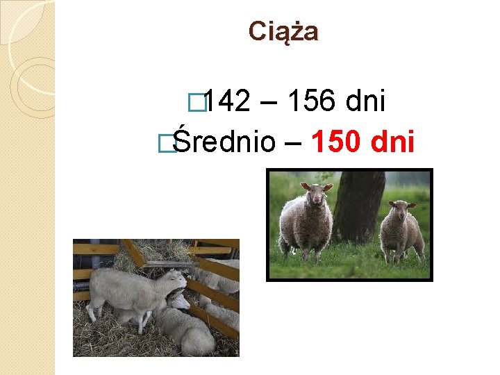 Ciąża � 142 – 156 dni �Średnio – 150 dni 