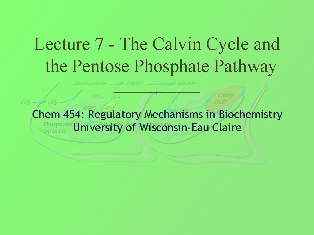 Lecture 7 - The Calvin Cycle and the Pentose Phosphate Pathway Chem 454: Regulatory