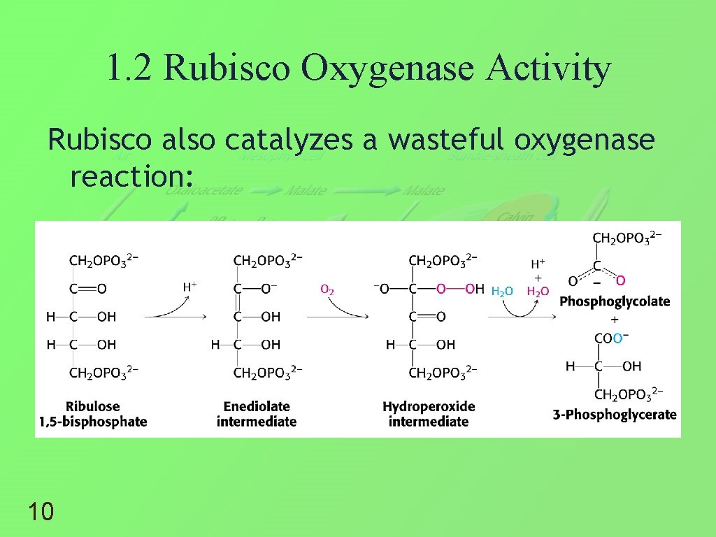 1. 2 Rubisco Oxygenase Activity Rubisco also catalyzes a wasteful oxygenase reaction: 10 