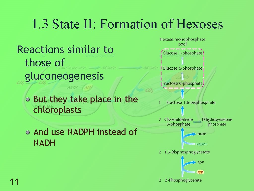 1. 3 State II: Formation of Hexoses Reactions similar to those of gluconeogenesis But