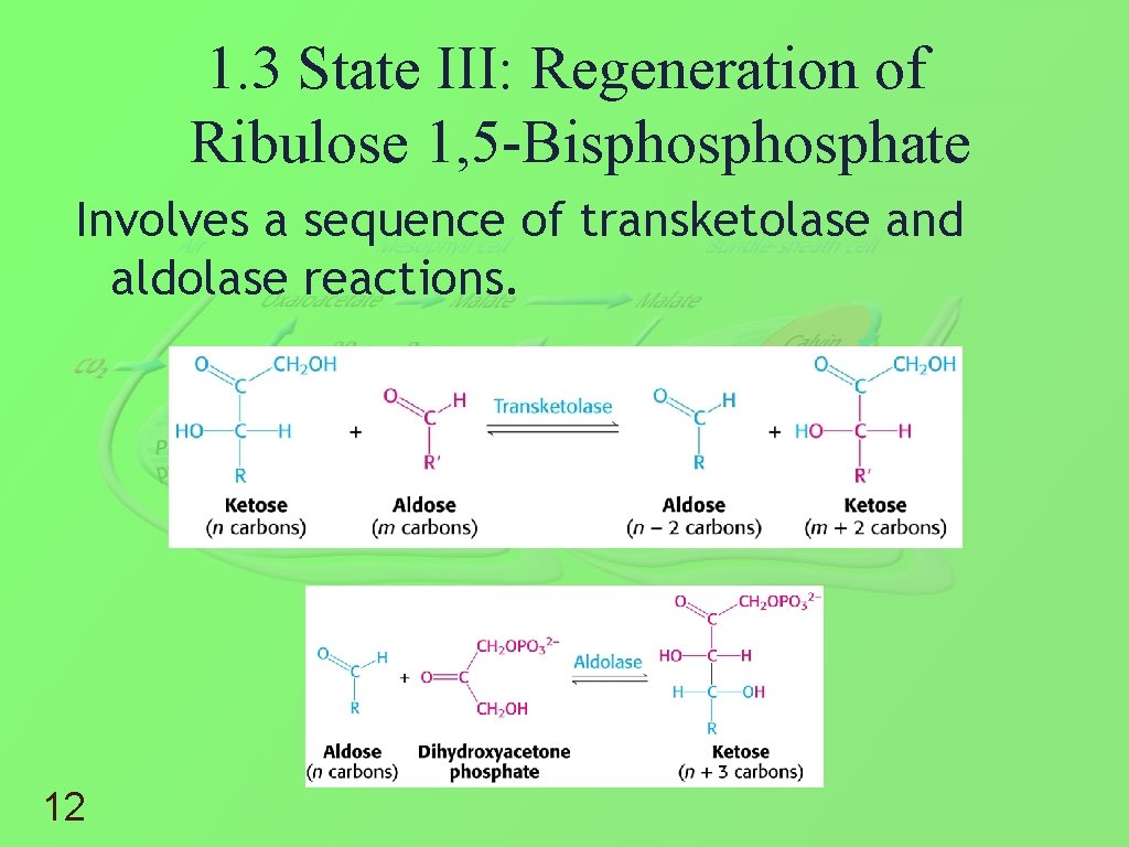 1. 3 State III: Regeneration of Ribulose 1, 5 -Bisphosphate Involves a sequence of