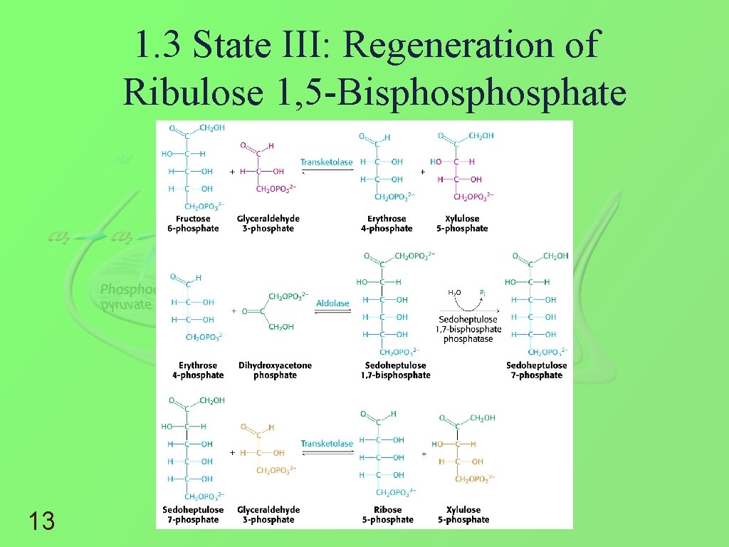 1. 3 State III: Regeneration of Ribulose 1, 5 -Bisphosphate 13 