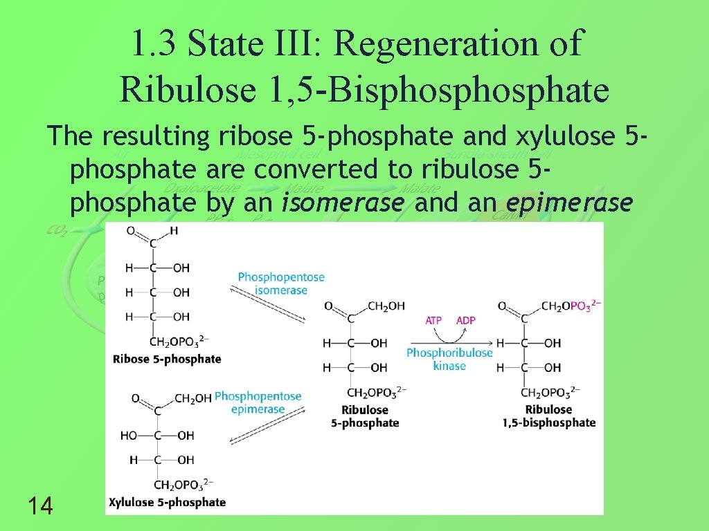 1. 3 State III: Regeneration of Ribulose 1, 5 -Bisphosphate The resulting ribose 5