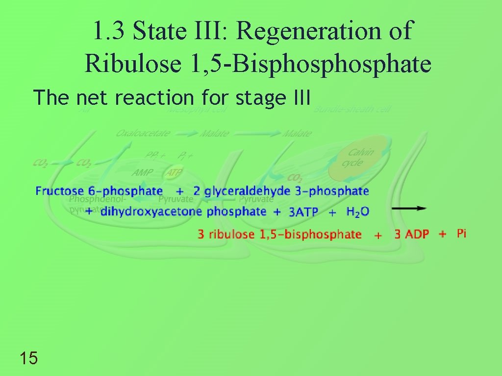 1. 3 State III: Regeneration of Ribulose 1, 5 -Bisphosphate The net reaction for