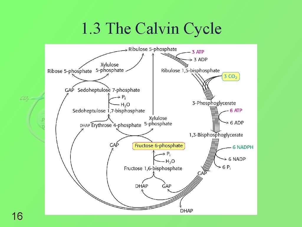 1. 3 The Calvin Cycle 16 