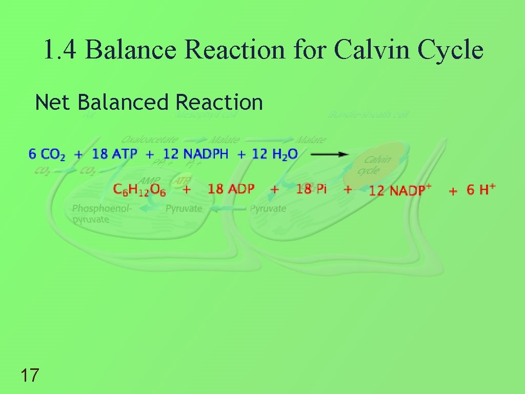 1. 4 Balance Reaction for Calvin Cycle Net Balanced Reaction 17 