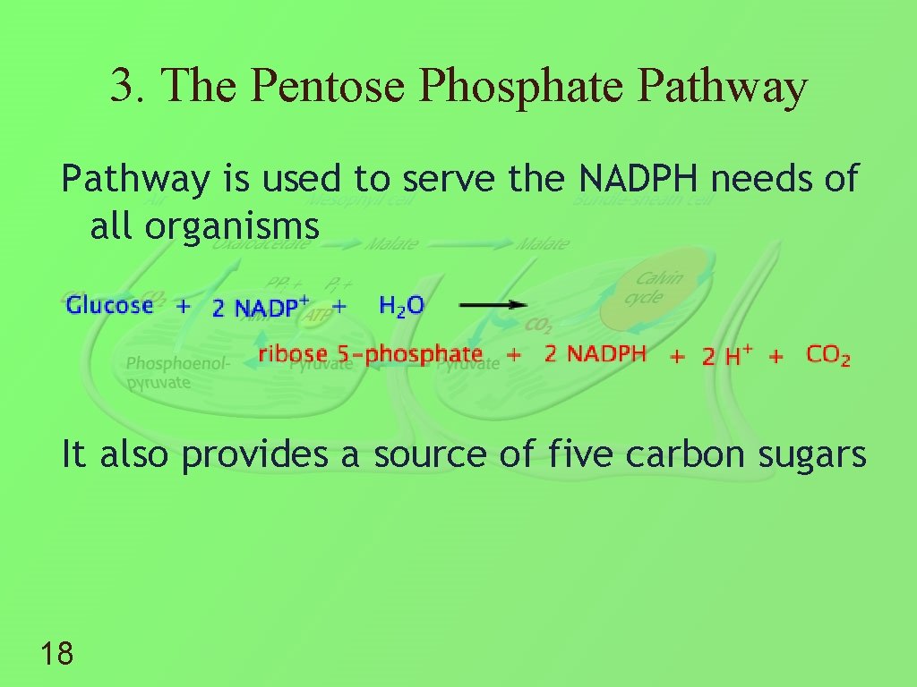 3. The Pentose Phosphate Pathway is used to serve the NADPH needs of all