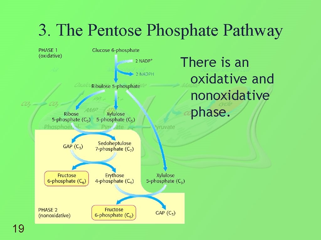 3. The Pentose Phosphate Pathway There is an oxidative and nonoxidative phase. 19 