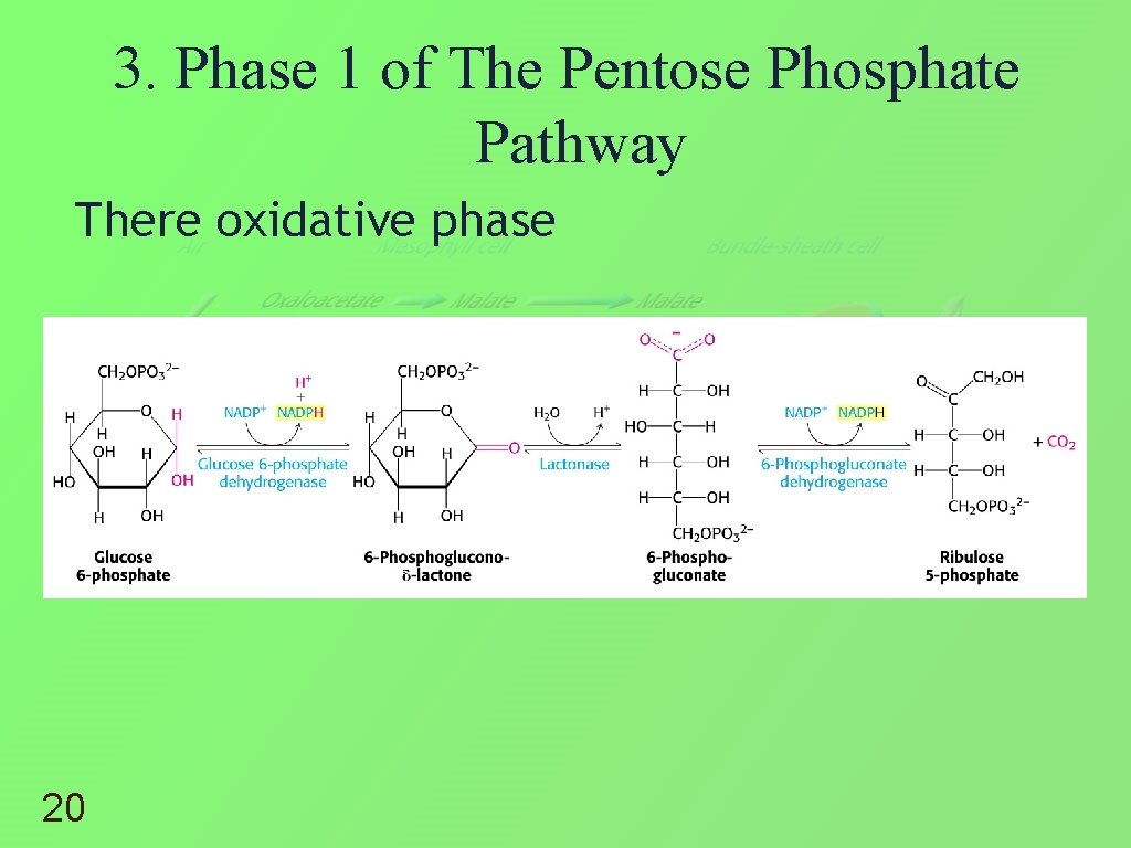3. Phase 1 of The Pentose Phosphate Pathway There oxidative phase 20 