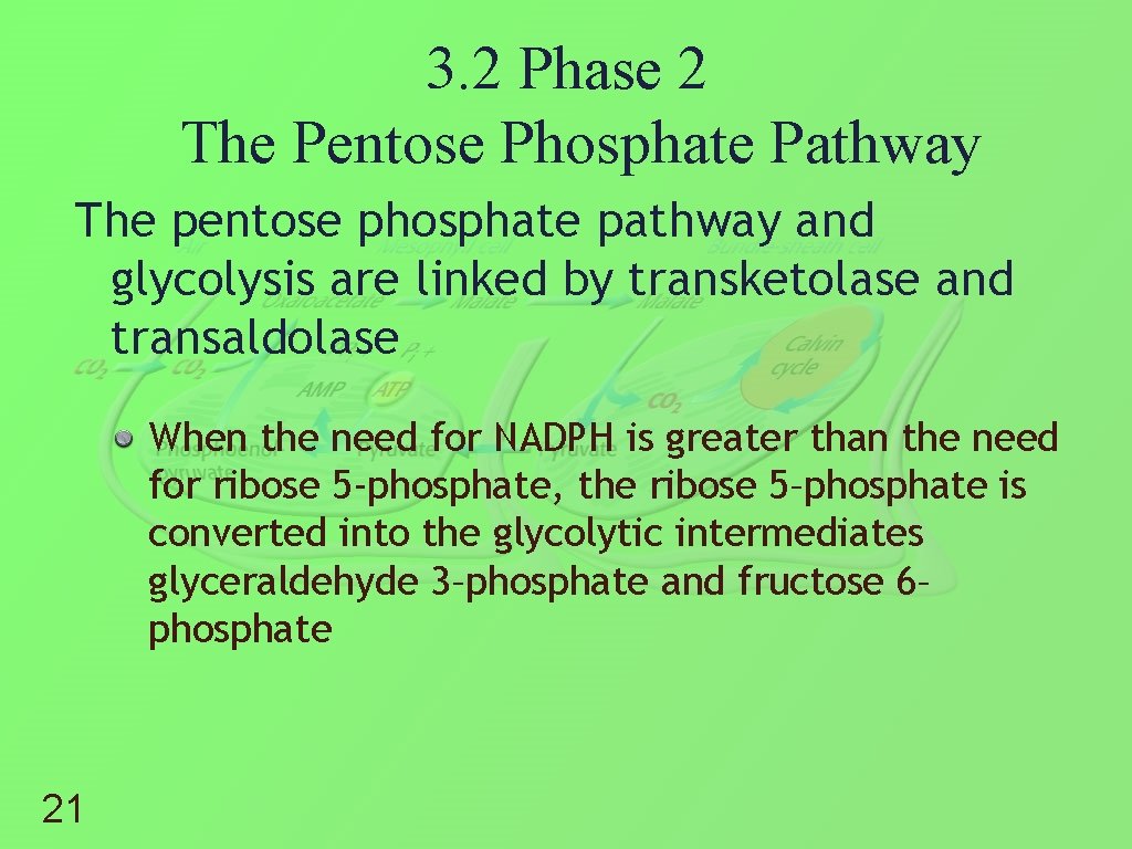 3. 2 Phase 2 The Pentose Phosphate Pathway The pentose phosphate pathway and glycolysis