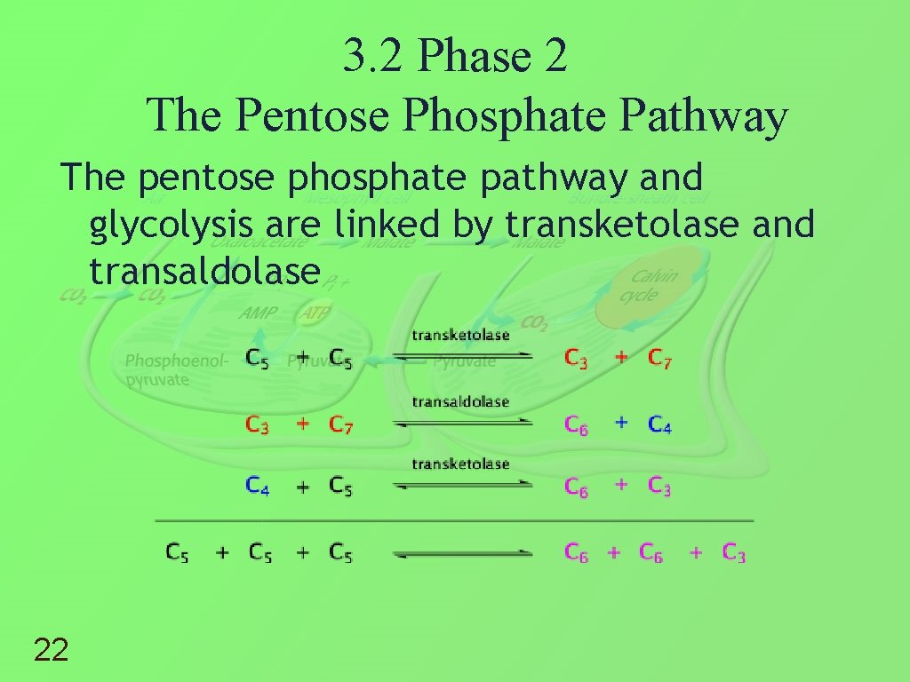 3. 2 Phase 2 The Pentose Phosphate Pathway The pentose phosphate pathway and glycolysis