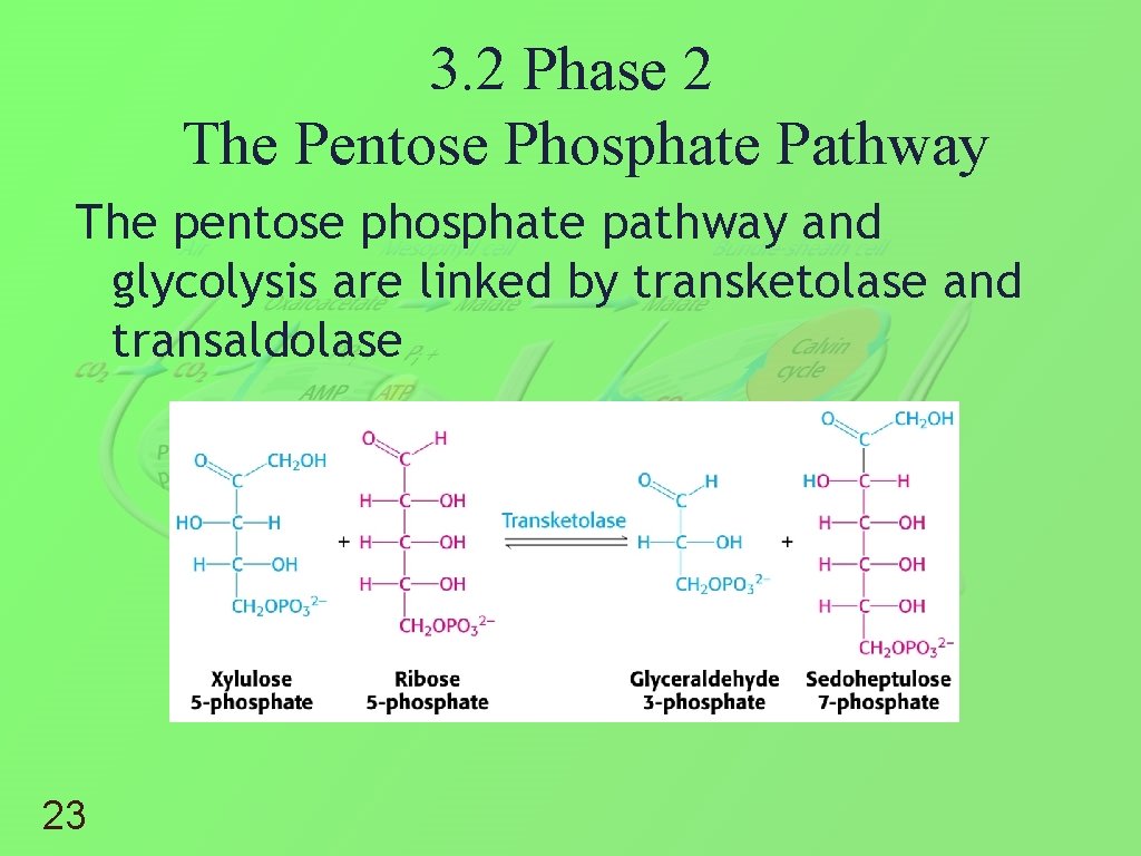 3. 2 Phase 2 The Pentose Phosphate Pathway The pentose phosphate pathway and glycolysis