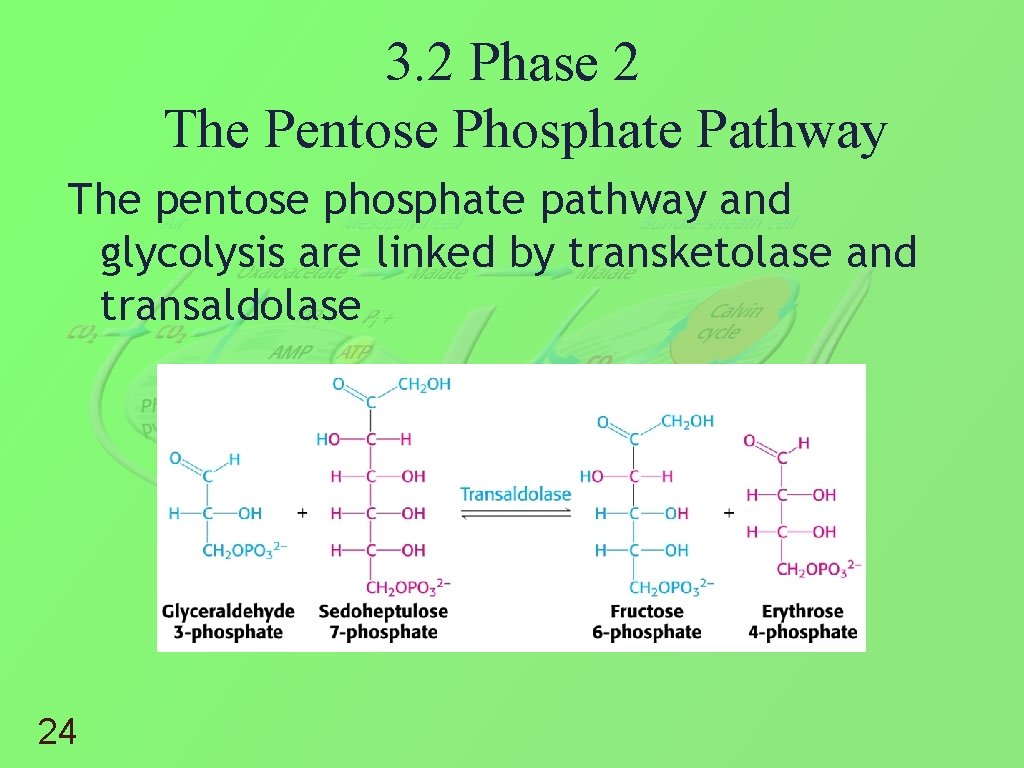 3. 2 Phase 2 The Pentose Phosphate Pathway The pentose phosphate pathway and glycolysis