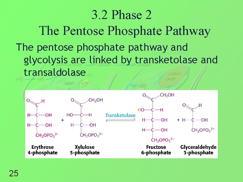 3. 2 Phase 2 The Pentose Phosphate Pathway The pentose phosphate pathway and glycolysis