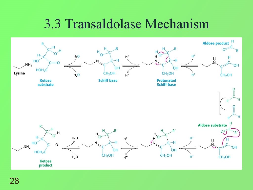 3. 3 Transaldolase Mechanism 28 